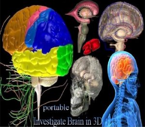 Investigate Brain in 3D portable